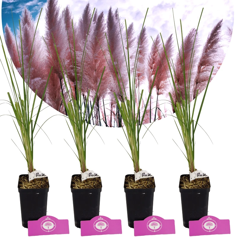 4er Set Rosa Pampasgras - Cortaderia Selloana 'Rose Plume' - Höhe 35cm - 9cm Topf kaufen | Pflanzen einfach online bestellen