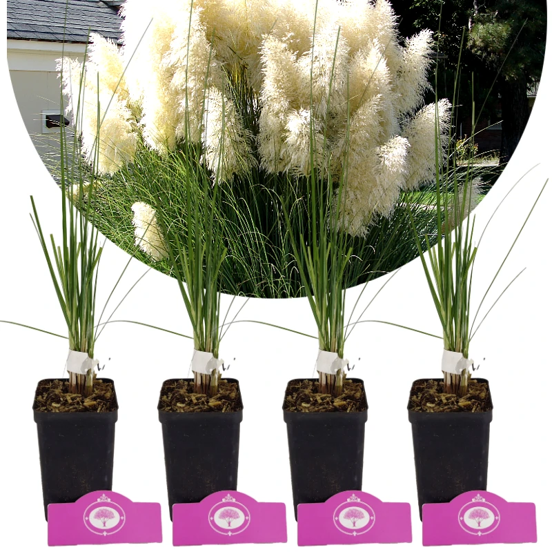 4er-Set weißes Pampasgras – Cortaderia Selloana 'White Plume' – Höhe 35 cm – 9-cm-Topf kaufen
