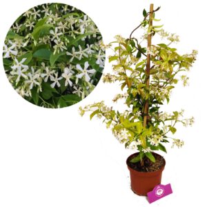 Trachelospermum ‘jasminoides’ Toscaanse jasmijn, 2 liter pot