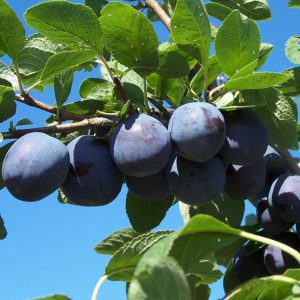 Prunus domestica ‘Tophit’ pruimenboom, 3 liter pot