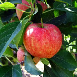 Malus domestica ‘Gala’ appelboom, 3 liter pot
