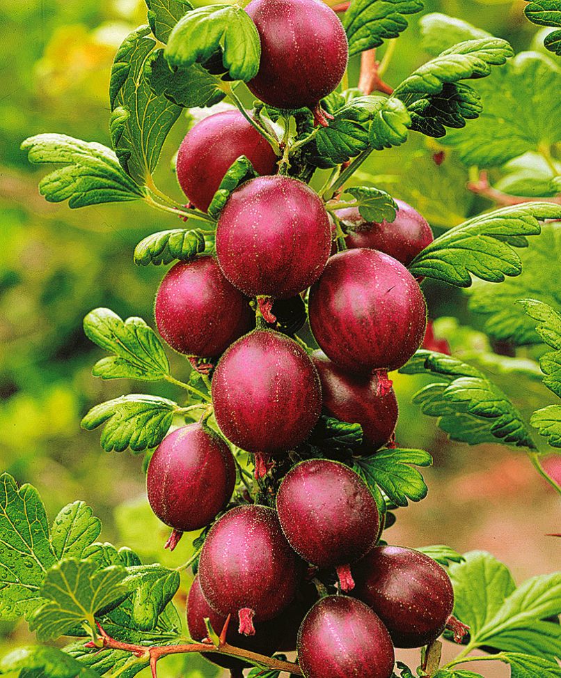 Kruisbessen Planten direct van de kweker Schrama Nurseries BV. Kruisbessen Planten direct van de kweker Schrama Nurseries BV.