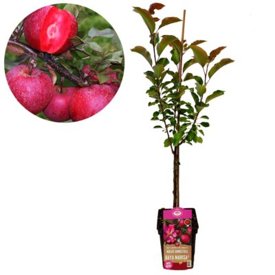 Malus domestica 'Baya Marisa'® rode appel met rood vruchtvlees, 5 liter pot