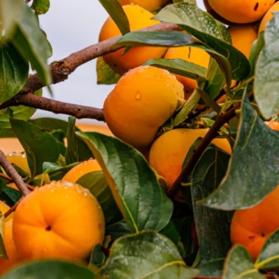 Diospyros Kaki 'Jiro' - Fruit du sharon - Porte-greffe - +80cm