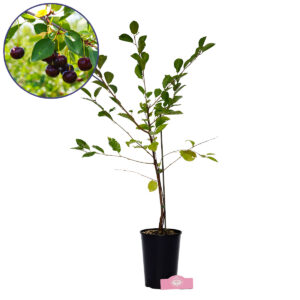 Prunus avium ‘Athos’® Unieke kersenstruik, 3 liter pot