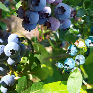 Blueberry party! 3 blauwe bessenplanten voor een heel seizoen