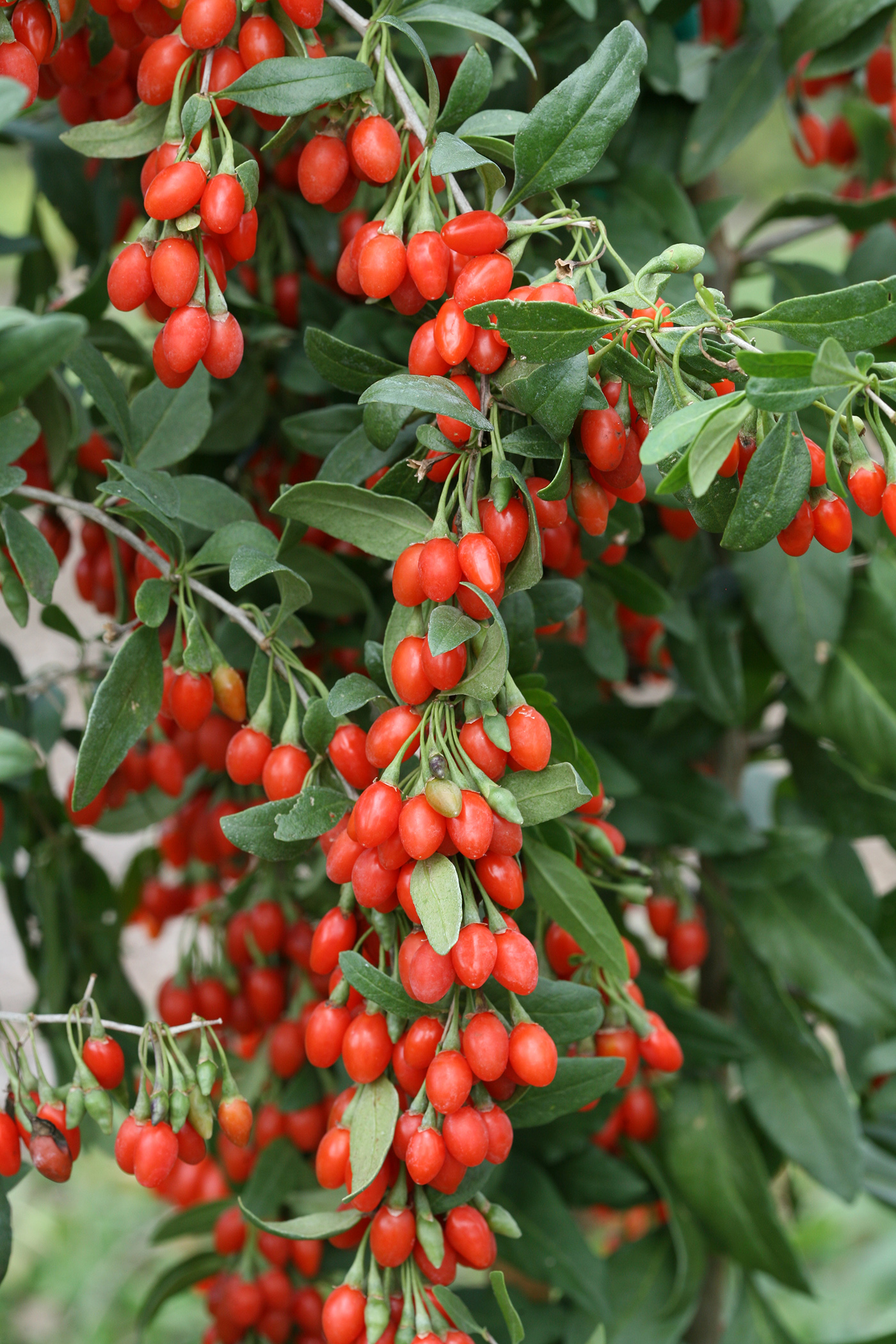 munitie Samengesteld Niet verwacht Lycium barbarum, goji bes, boksdoorn, 9 cm pot | Schramas.com | Planten  direct van de kweker | Schrama Nurseries BV.