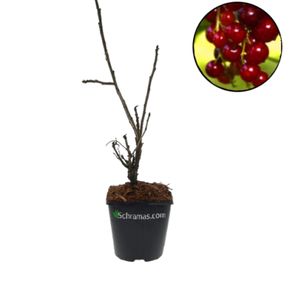 Ribes rubrum 'Rovada' rode aalbes, 3 liter pot