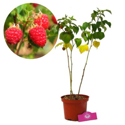 Rubus idaeus Glen Ample, rode framboos, 2 liter pot