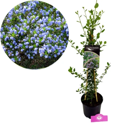 Ceanothus impressus 'Skylark' Amerikaanse sering, 2 liter pot