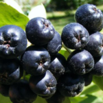 Appelbes
