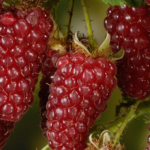 Frambozen