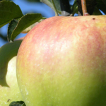 Fruitbomen