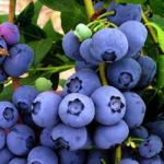 Fruitstruiken