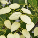 Klimplanten