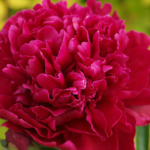 Pioenen