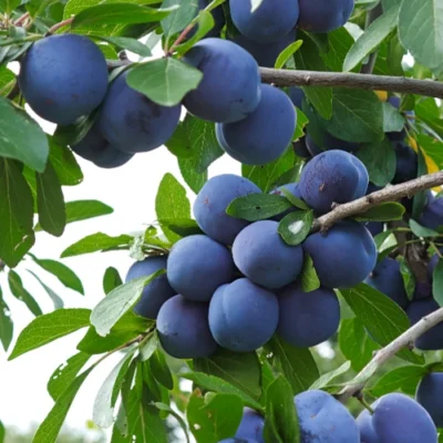 Prunus domestica 'Bleue de Belgique' pruimenboom, 5 liter