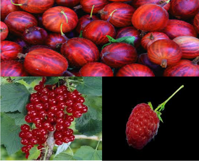 Mooi rood is niet lelijk! (wortelgoed) – Schramas.com | Planten direct