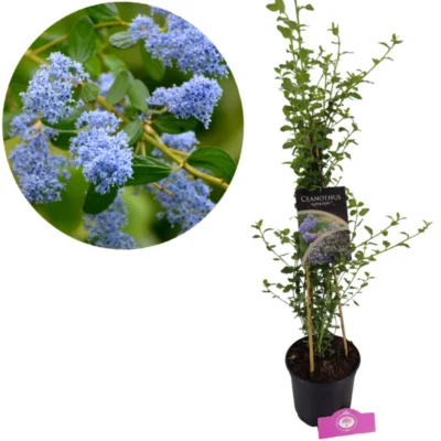 Ceanothus Spring Party, winterharde Amerikaanse sering, 2 liter pot