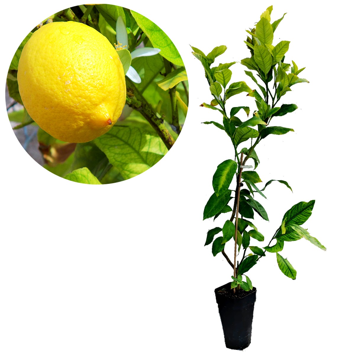 Spanje Maak een bed Beheren Citrus limon 'Citroenplant', 2 liter pot | Schramas.com | Planten direct  van de kweker | Schrama Nurseries BV.
