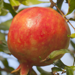 Granaatappels