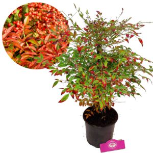 Nandina domestica Gulf Stream, Hemelse bamboe, groenblijvend, 2 liter pot