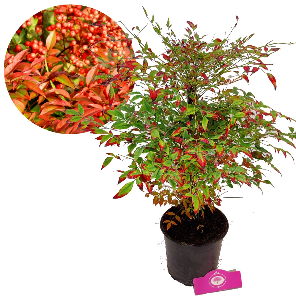 Slijm ondeugd Hassy Nandina domestica Gulf Stream, Hemelse bamboe, groenblijvend, 2 liter pot |  Schramas.com | Planten direct van de kweker | Schrama Nurseries BV.