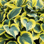 Vaste planten