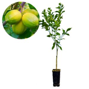 Citrus auratifolia ‘Limoen’ , 2 liter pot