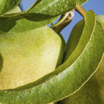 Peren