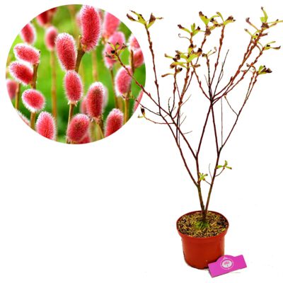 Salix gracilistyla 'Mount Aso', wilg met roze katjes, 12 cm pot