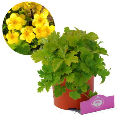 Waldsteinia ternata, goudaardbei bodembedekker, 2 liter pot