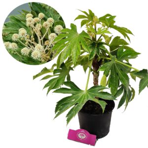 Fatsia japonica Spiders Web, Japanse vingerplant, 2 liter pot