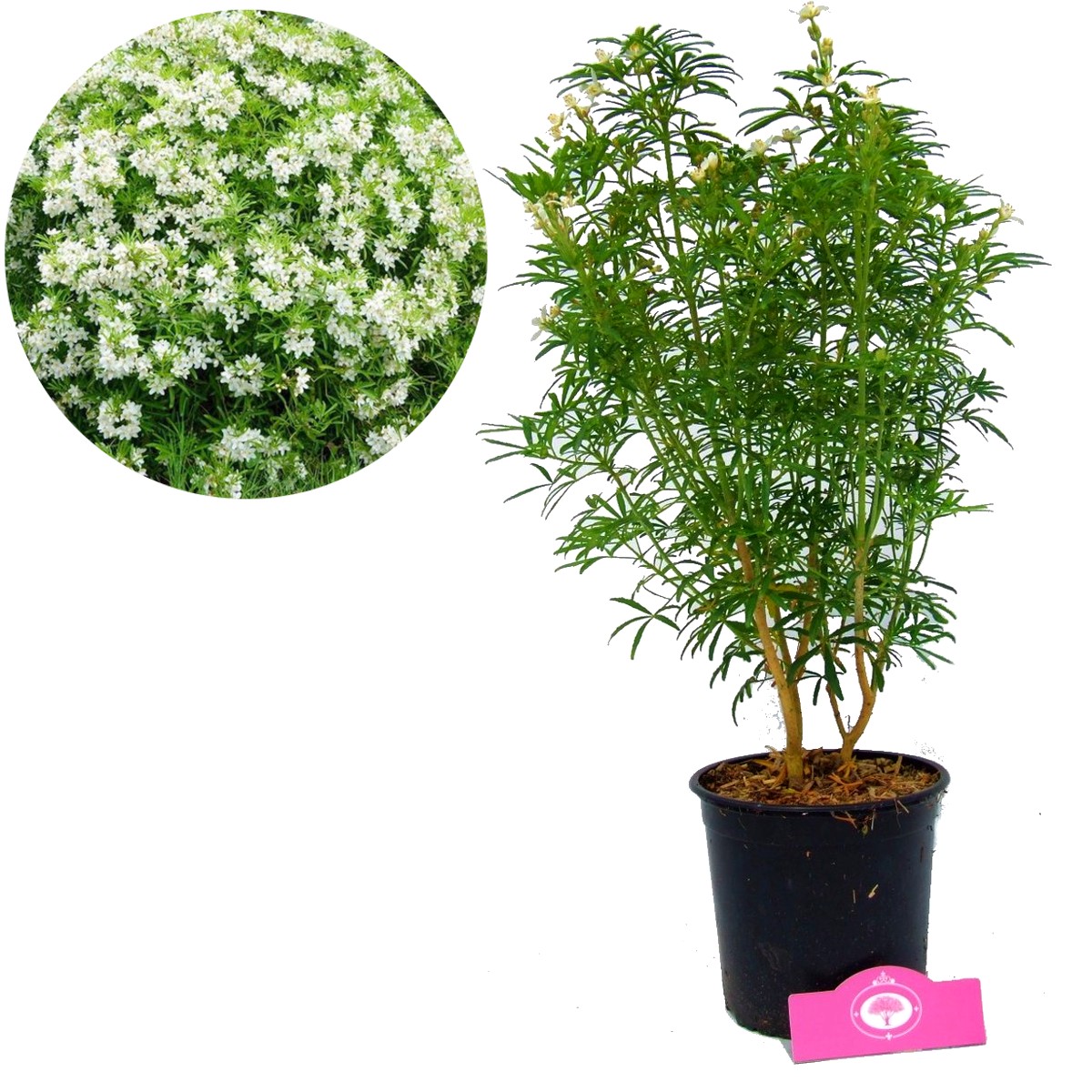 Toneelschrijver lijden Zonnebrand Choisya Aztec Pearl, mexicaanse witte bloesem, compacte heester, 2 liter pot  | Schramas.com | Planten direct van de kweker | Schrama Nurseries BV.