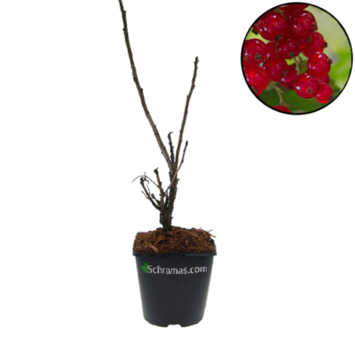 Ribes rubrum 'Rolan' rode aalbes, 9 cm pot