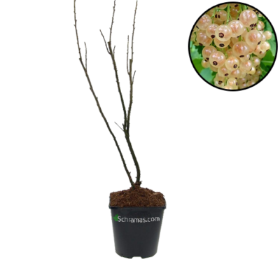Ribes rubrum 'Witte Hollander' witte aalbes, 9 cm pot