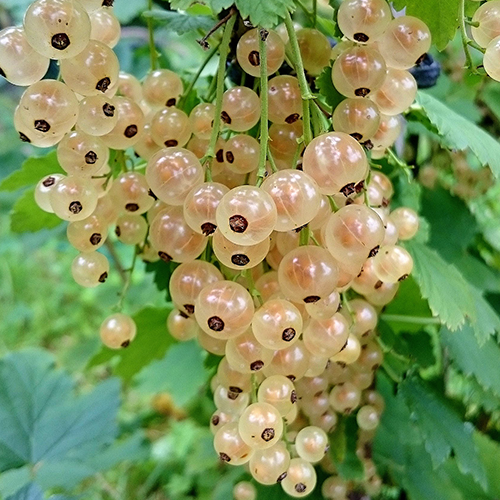 Ribes rubrum 'Witte Hollander' witte aalbes, 9 cm pot – Schramas.com | Planten direct van de kweker | Schrama Nurseries BV.