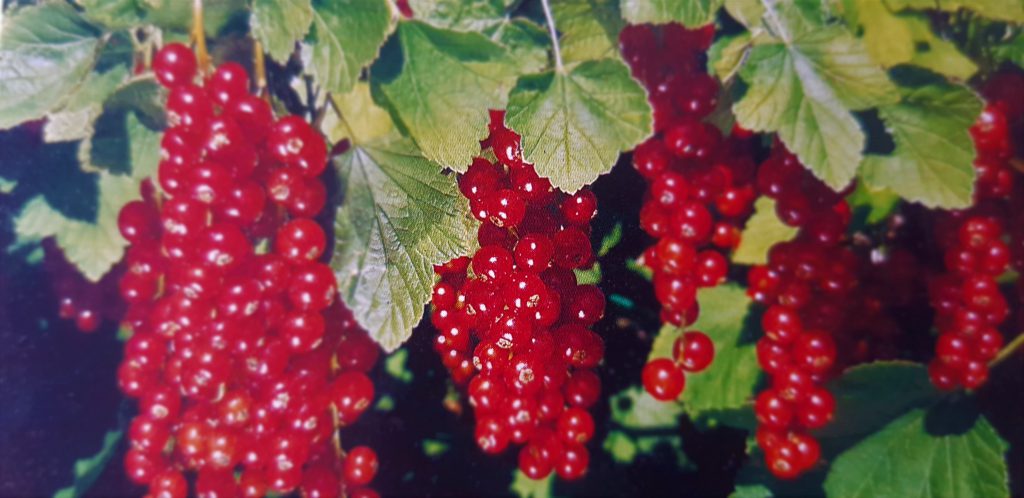 Rode Rups Fruit Ribes rubrum ‘Rovada’, Ribes, Aalbes rood, rode bes, pot gekweekt voor ...