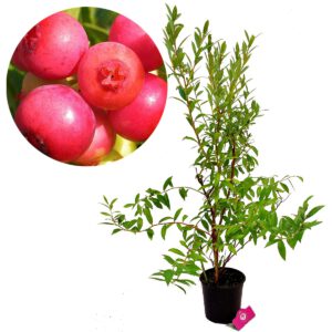 Vaccinium corymbosum ‘Pink Lemonade’ roze blauwe bes, 2 liter pot