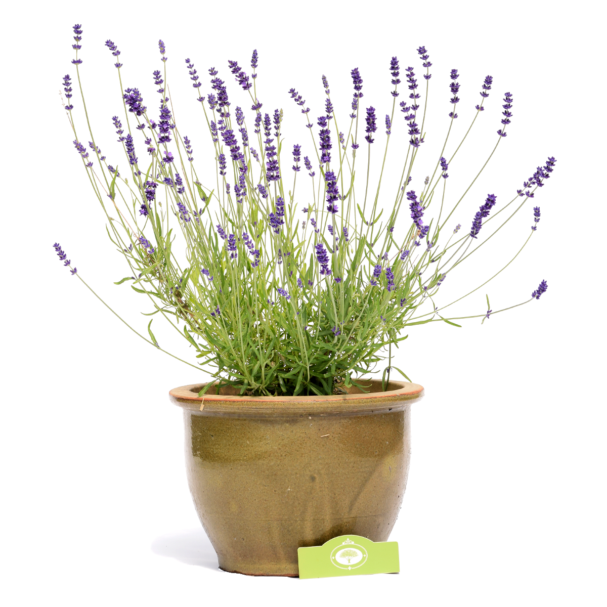 versnelling springen Geld lenende Lavendel 'Hidcote', vaste plant in 2 liter pot | Schramas.com | Planten  direct van de kweker | Schrama Nurseries BV.