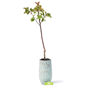 Malus domestica Goudreinet ‘Schone van Boskoop’ appelboom, 1,5 liter pot