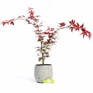 Acer palmatum ‘Atropurpureum’, rode Japanse esdoorn, 3 liter pot