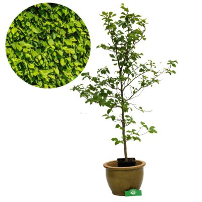 Fagus sylvatica, groene beukenhaag 3L pot