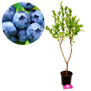 Vaccinium corymbosum ‘Jersey’ Amerikaanse blauwe bes, 2 liter pot