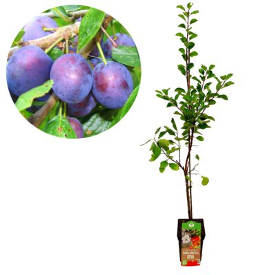 Prunus domestica 'Opal' pruimenboom, 5 liter pot