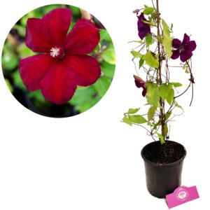 Clematis ‘Rood’, bosrank, bodembedekker, 2 liter pot