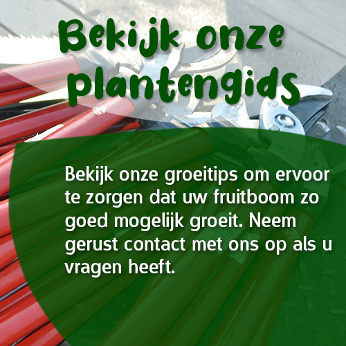 Bekijk onze groeitips om ervoor te zorgen dat uw fruitboom zo goed mogelijk groeit. Neem gerust contact met ons op als u vragen heeft.