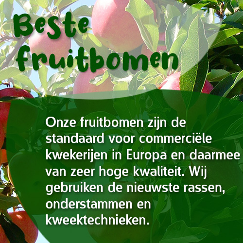 Onze fruitbomen zijn voor commerciële kwekerijen in Europa en daarmee van zeer hoge kwaliteit. Wij gebruiken de nieuwste rassen, onderstammen en kweektechnieken.
