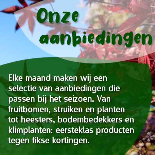 Elke maand maken wij een selectie van aanbiedingen die passen bij het seizoen. Van fruitbomen, struiken en planten tot heesters, bodembedekkers en klimplanten: eersteklas producten tegen fikse kortingen.