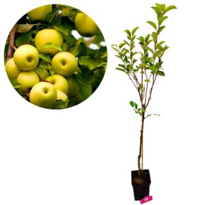 Malus domestica ‘Golden delicious’ appelboom, 5 liter pot